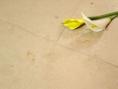 Jura Beige Limestone - Tumbled
